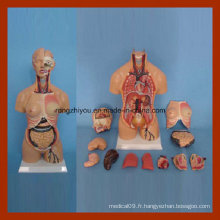 55cm Anatomie humaine Double genre Torse Model (15 PCS)